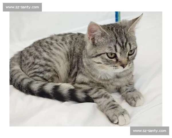 美短猫咪大赛精彩纷呈 猫迷齐聚一堂争夺最强之荣