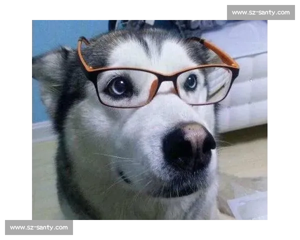 金毛犬精彩竞技秀现场全程精彩瞬间与训练秘笈揭秘